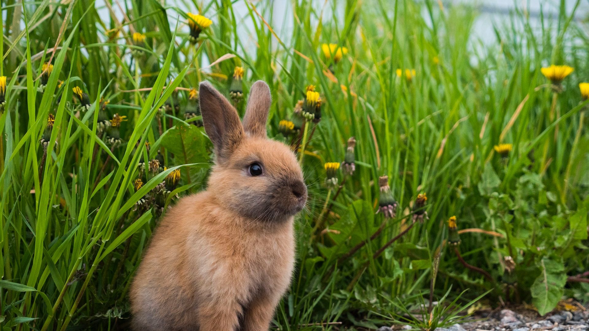 小さなウサギが草の中に座っているの写真